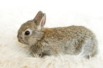 Little rabbit on white furry blanket. Very cute young bunny as a easter concept. Close-up view with white blank copy space.