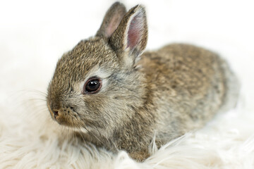 Little rabbit on white furry blanket. Very cute young bunny as a easter concept. Close-up view with white blank copy space.