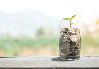 Money, saving idea, growing tree plant coin on a jar on wood table and blurred background old color filter style, Investment, And Interest Concept