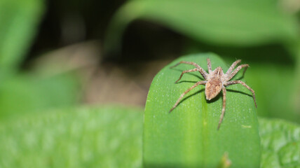 natural pisaura mirabilis spider photo