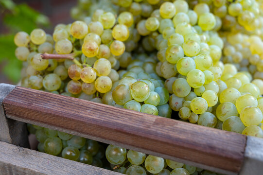 New harvest of white sweet chardonnay grapes on grand cru vineyards near Epernay, region Champagne, France