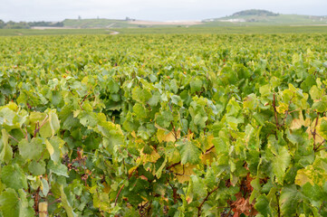 Landscape with green grand cru vineyards near Epernay, region Champagne, France in rainy day. Cultivation of white chardonnay wine grape on chalky soils of Cote des Blancs.