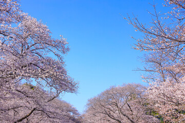Naklejka premium 桜と青空イメージ