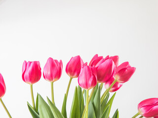beautiful tulips on a white background