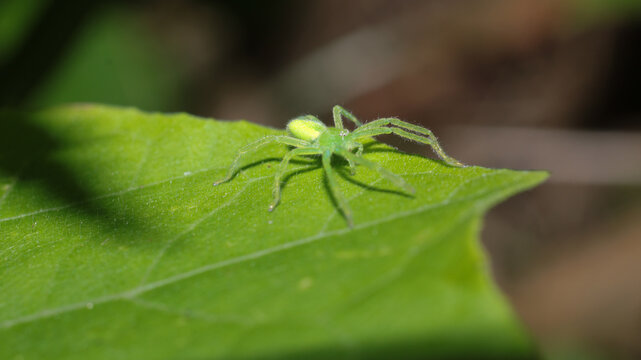 natural micrommata virescens spider photo