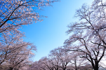 桜と青空イメージ