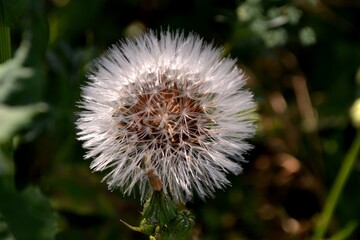 A small flower in the big garden