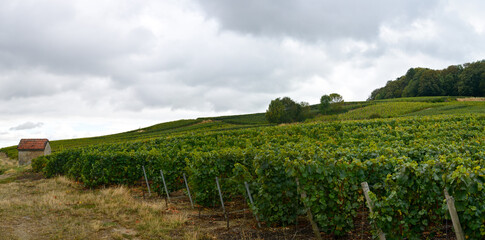 Fototapeta premium Landscape with green grand cru vineyards near Epernay, region Champagne, France in rainy day. Cultivation of white chardonnay wine grape on chalky soils of Cote des Blancs.