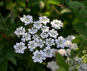 A white beautiful flower in the garden