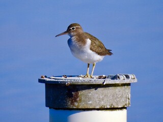 Sanibel birds and wildlife