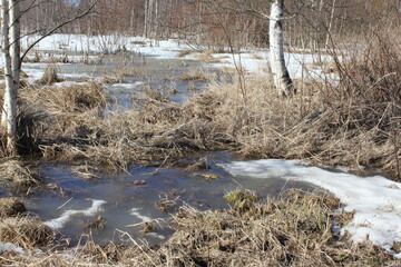 Reeds in the frozen bog in Finland. Snow and ice melting on wet waste land.