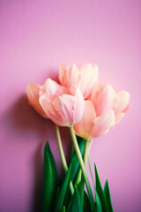 Pink tulip flower on pink background with copy space for text. Love, International Women day, Mother day and Happy Valentine day concept