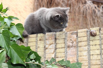A gray cat and a snail on the brick wall, the cat is looking at the snail. © Ela