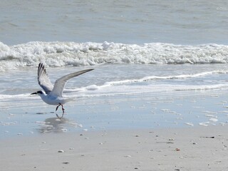 Sanibel birds and wildlife