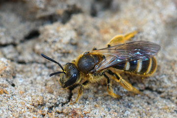 Closeup of a female Common furrow or sweat bee Lasioglossum calceatum on the ground