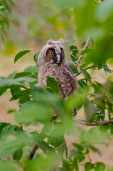 Fototapeta premium The baby owl sits on a tree. Owl in green leaves. Owl look. Owl with orange eyes. Beautiful owl on the background of the forest