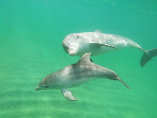 Mother and newborn bottle-nosed dolphin calf