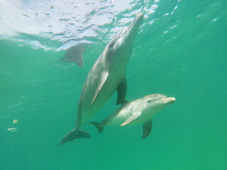 Mother and newborn bottle-nosed dolphin calf