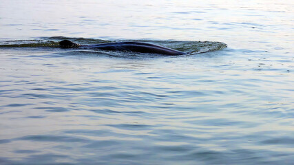 Cambodian Mekong dolphin emerging from the water sanctuary in Kratie province