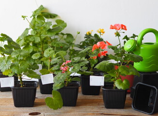 Different varieties of young sprouts of a home plant geranium or pelargonium in black flower cups.
