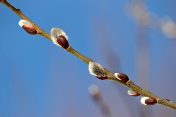 Pussy willow on the branch on blue sky background, blooming verba in spring forest. Palm Sunday symbol, catkins for Easter background