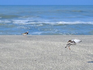 Birds on Sanibel