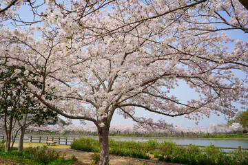 ハナショウブ 香川県亀鶴公園 Wall Mural Wallpaper Murals Kozo