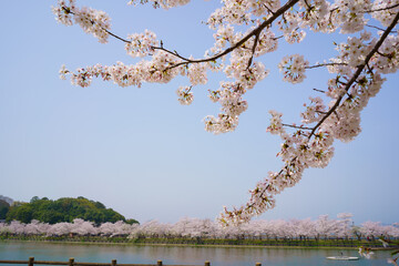 ハナショウブ 香川県亀鶴公園 Wall Mural Wallpaper Murals Kozo