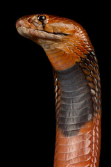 Fototapeta premium Red spitting cobra (Naja pallida)