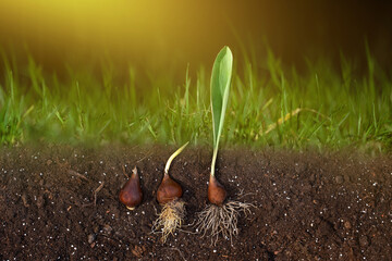 flower bulbs for planting in the garden © meegi