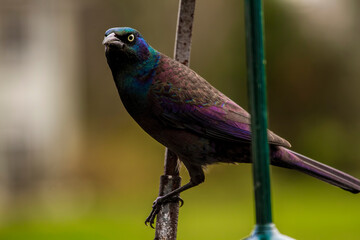 Close-up of Large common crackle bird on a post