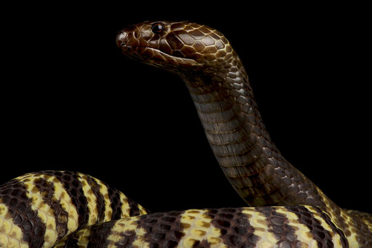 Zebra Spitting Cobra (Naja Nigricincta Nigricintcta)