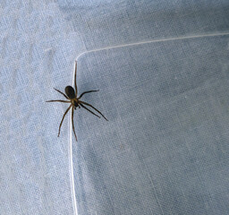 A poisonous brown recluse spider stands on a plastic surface over a textured fabric with bokeh effect. Plenty of copy space available.