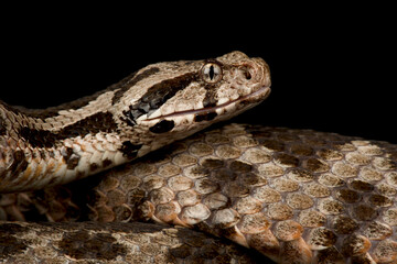 Ottoman viper (Montivipera xanthina) 