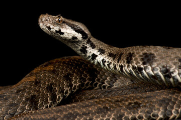 Caucasus Viper (Montivipera raddei raddei)