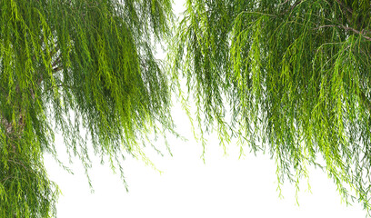 Texture of willow branches on a white background 3d illustration © ArtDingo