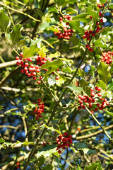 Stechpalme mit Beeren, Wesemlin, Klostergarten, Luzern, Schweiz