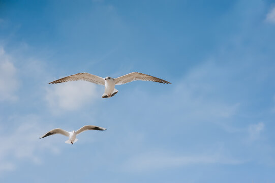 Many large, beautiful white sea gulls fly against the blue sky, soaring above the clouds and the ocean with their long wings spread. Spring photography of birds.
