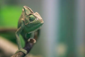 Chameleon close up. Green chameleon on a branch,  on blurred background  with copy space  for text . Advertising concept .