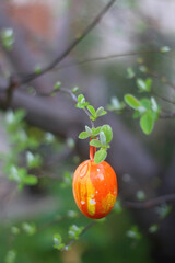 Easter egg decorations hanging in a garden. Selective focus.