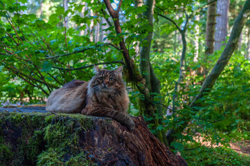 Naklejka na ściany i meble Cat lounging on a tree stump