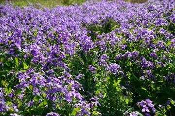 Naklejka premium 美しい紫色の花を咲かせたハナダイコン