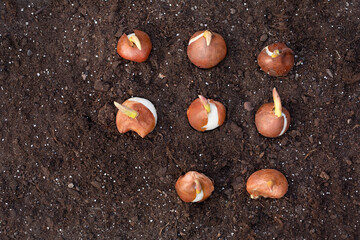 flower bulbs for planting in the garden © meegi