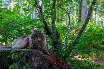 Naklejka na ściany i meble Cat lounging on a tree stump