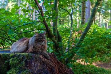Cat lounging on a tree stump