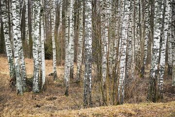 Birch grove near the forest