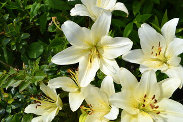 Obraz na płótnie Canvas Two white lilies macro photography in summer day. Beauty garden lily with white petals close up garden photography. Lilium plant floral wallpaper on a green background.