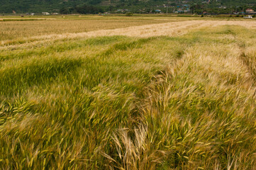 밀밭 사이로 부는 바람