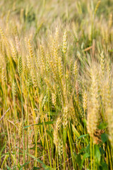 밀밭 사이로 부는 바람