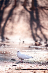 Beautiful white dove in the Park